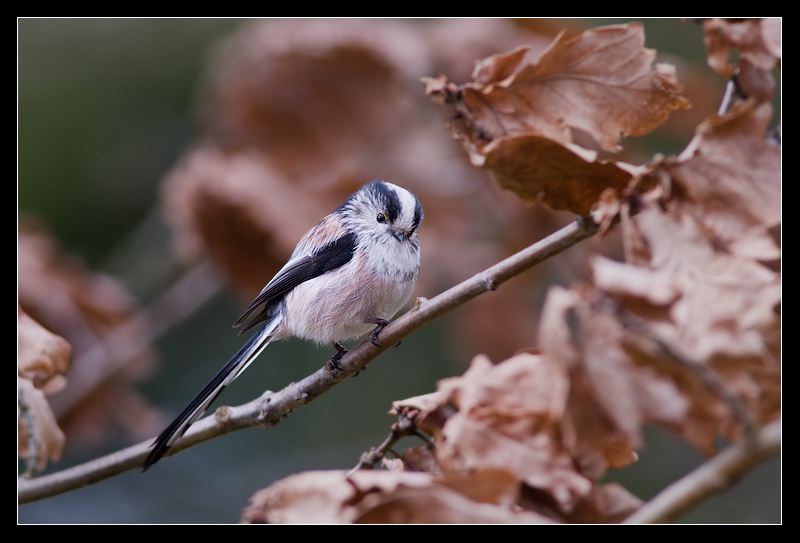 Leroy the Longtailtit