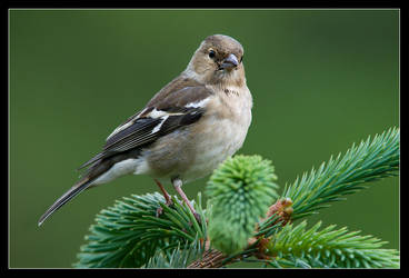 Carolyn the Chaffinch