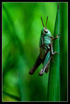 Be patient young grasshopper by MessiahKhan