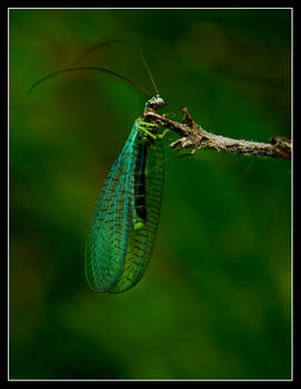 Little green flutter wing