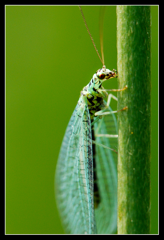 Baby lacewing