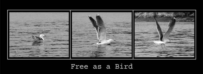 Free as a Bird