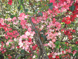 flower tree