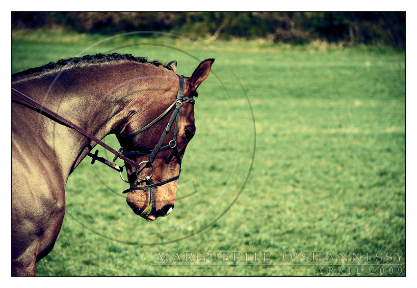 Belmont Horse Trials 10