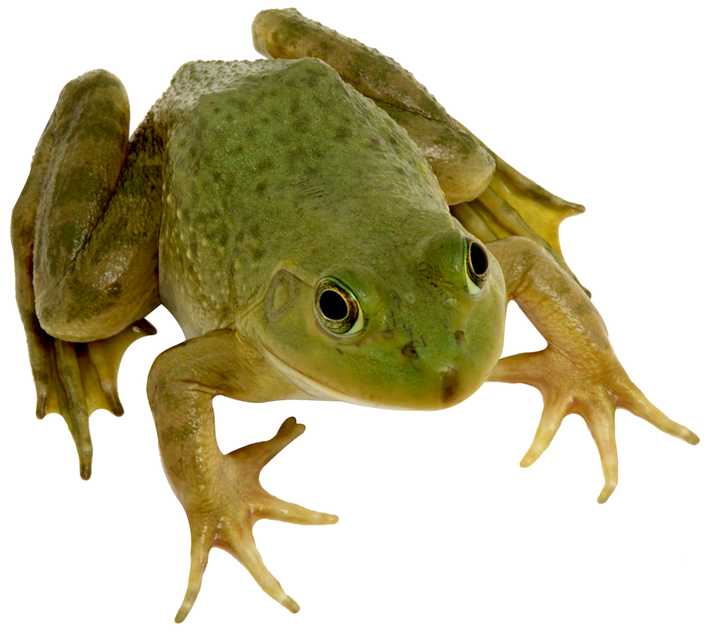 Frog