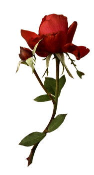 rose
