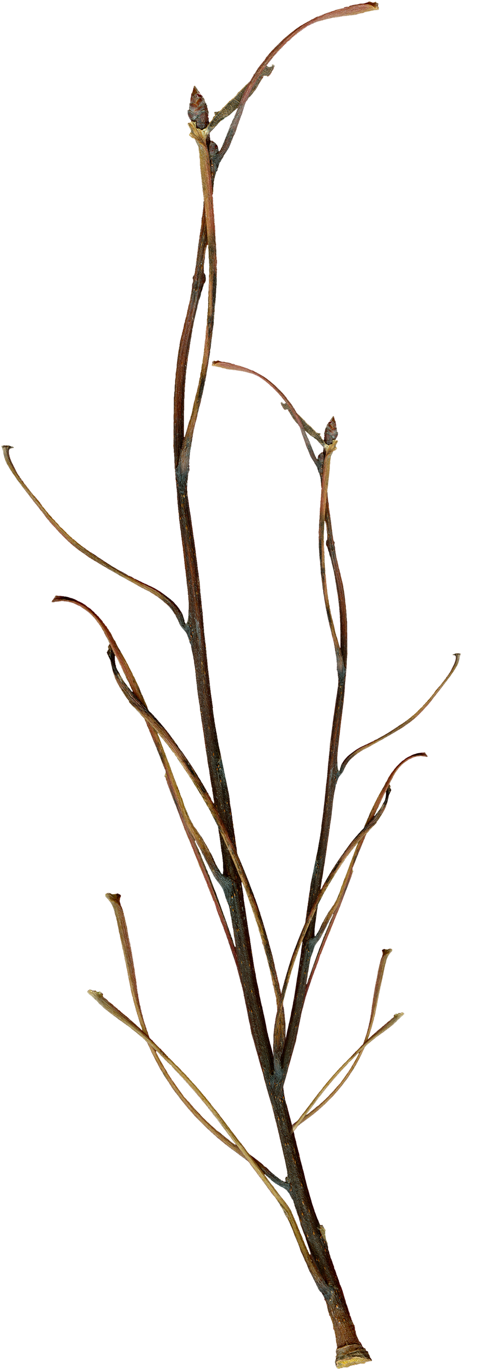Twig PNG by ViolettaLeStrange on DeviantArt
