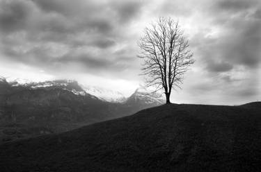 Lone Tree