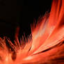Phoenix's feather