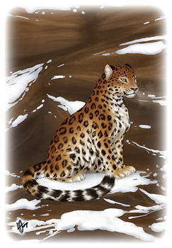 Amur Leopard