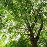 green_park_02