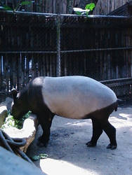 Tapir