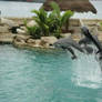 Dolphin Encounter