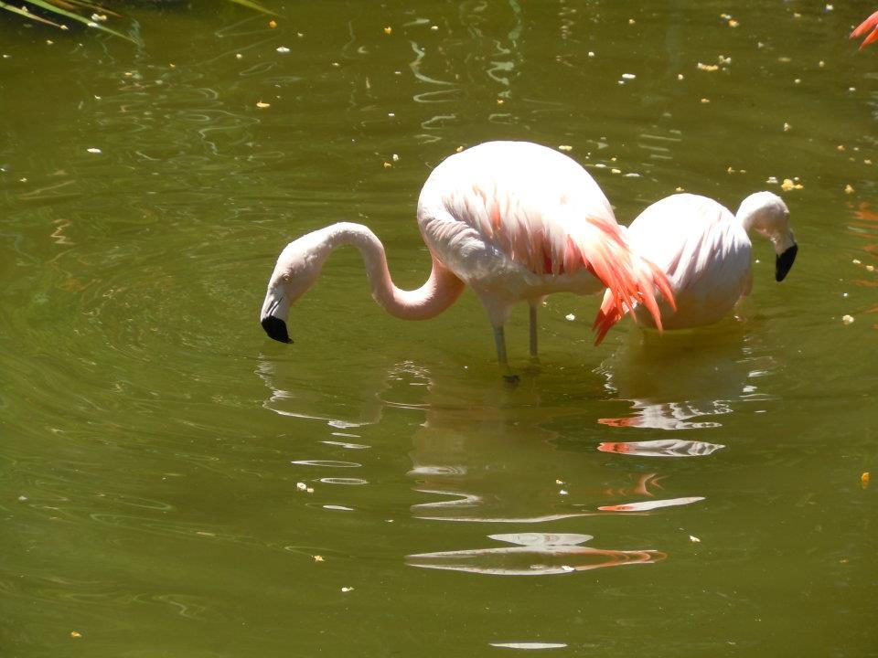 Flamingos by Rebecca3Riddle on DeviantArt