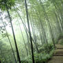 Trail in the Bamboo Forest