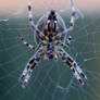 Spiders Web