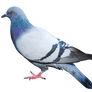 Pigeon