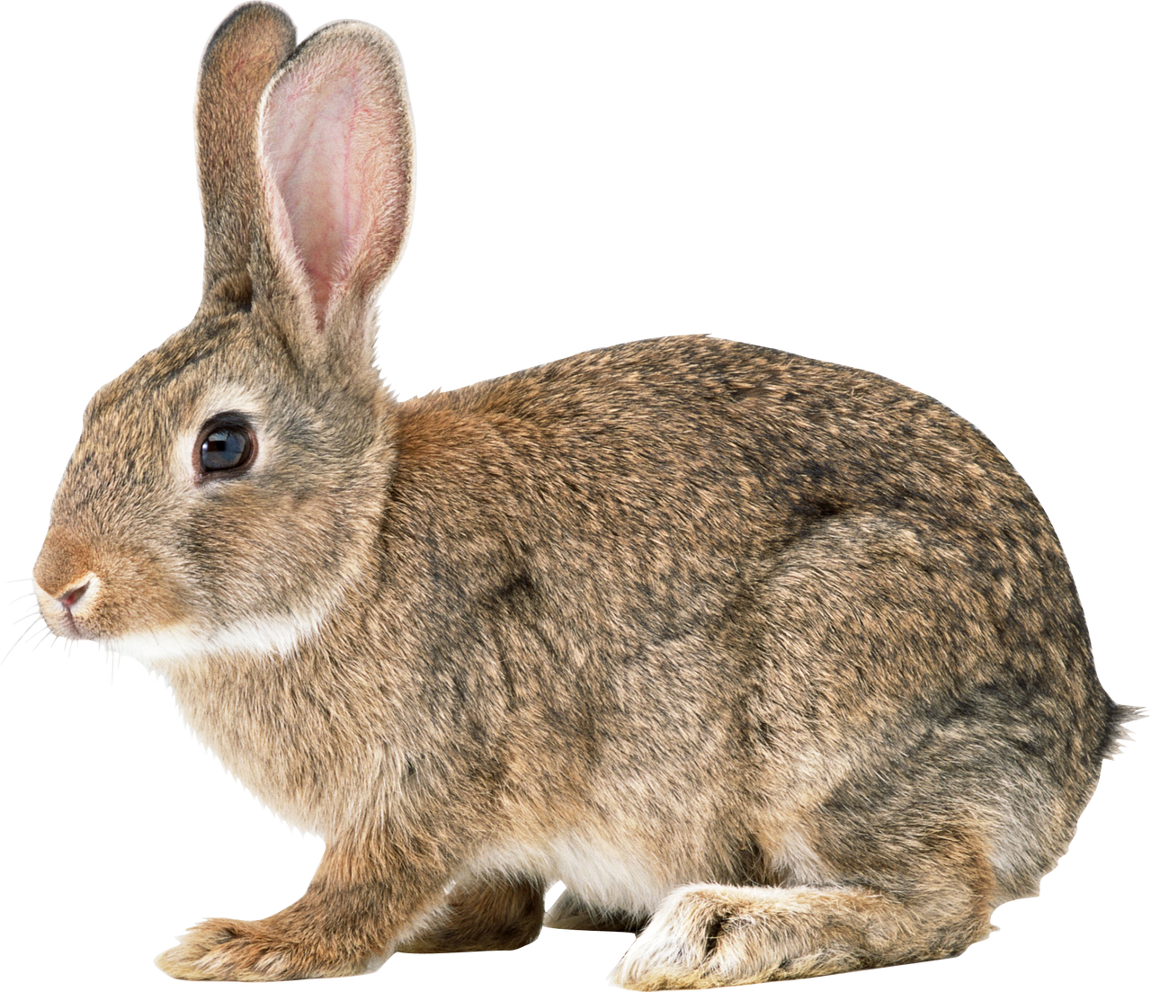 Rabbit by themarioman56 on DeviantArt