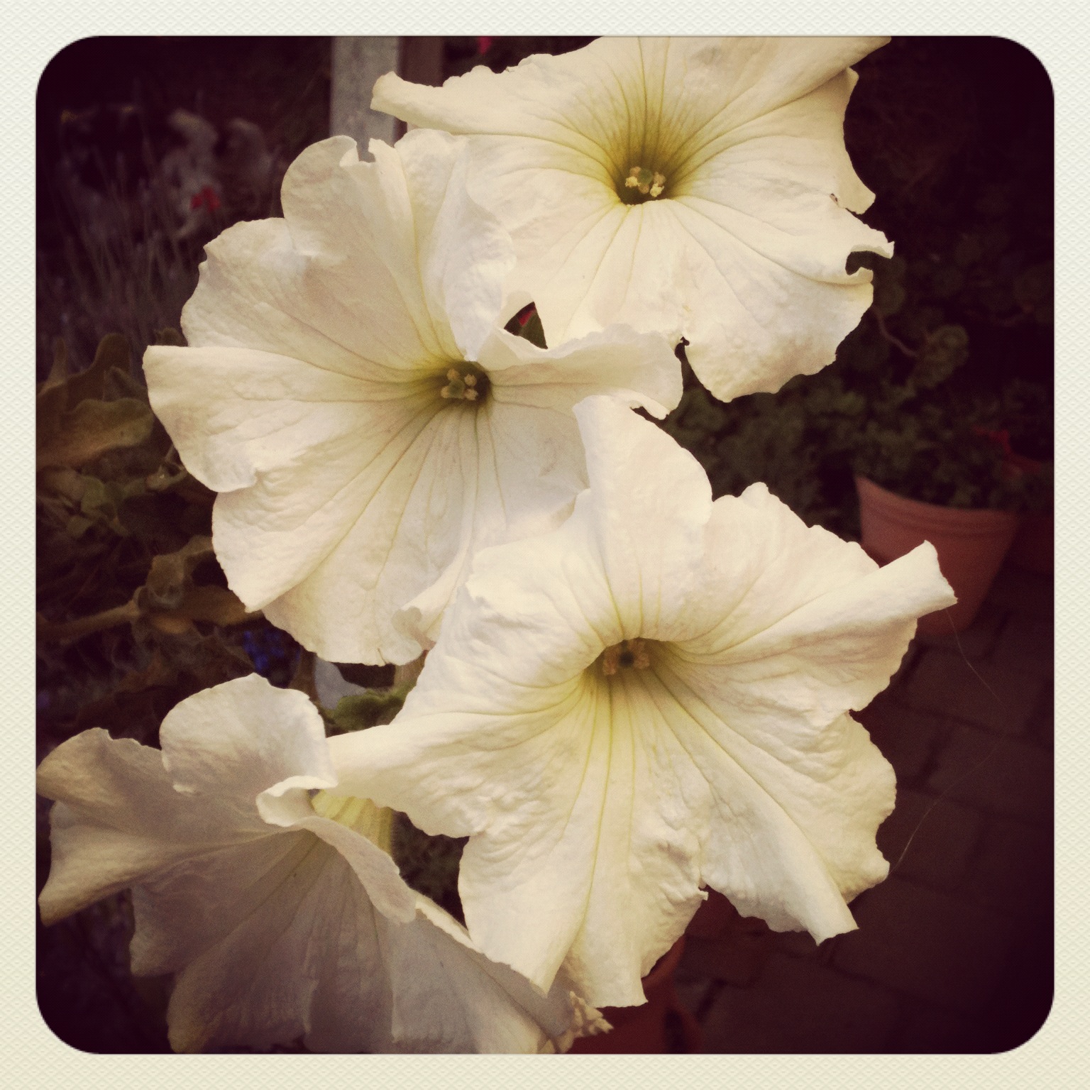 ~White Petunias~