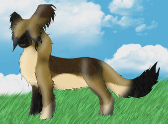 Briard Colored