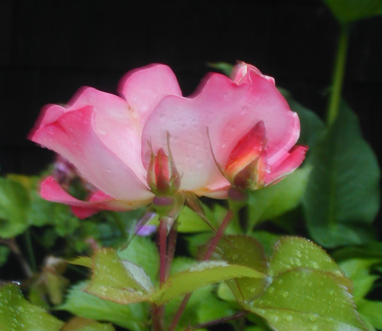 Artfully cropped pink rose