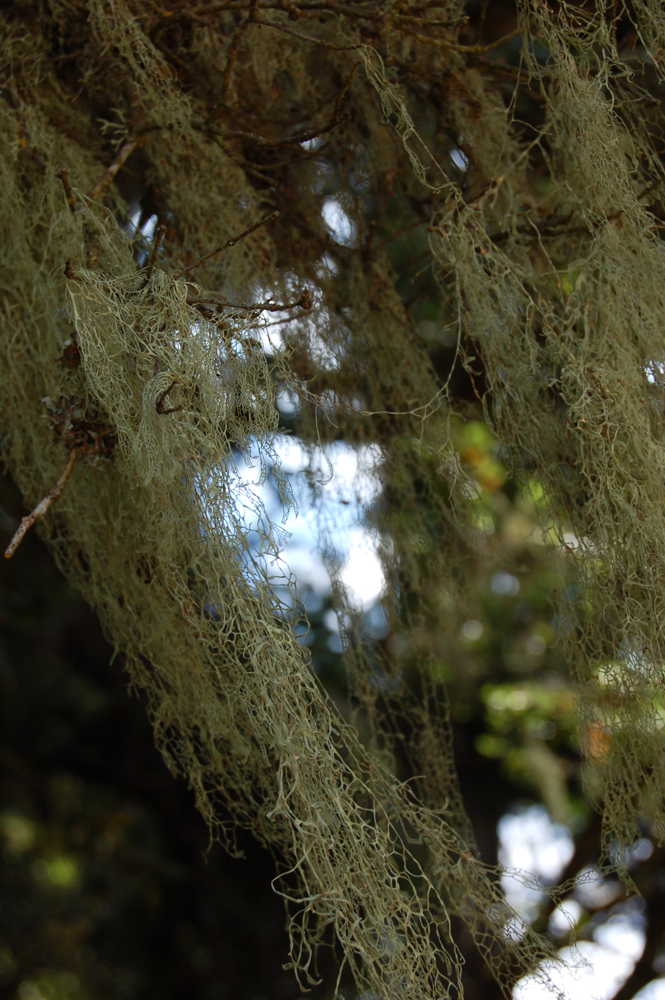 Spanish Moss on an Oak