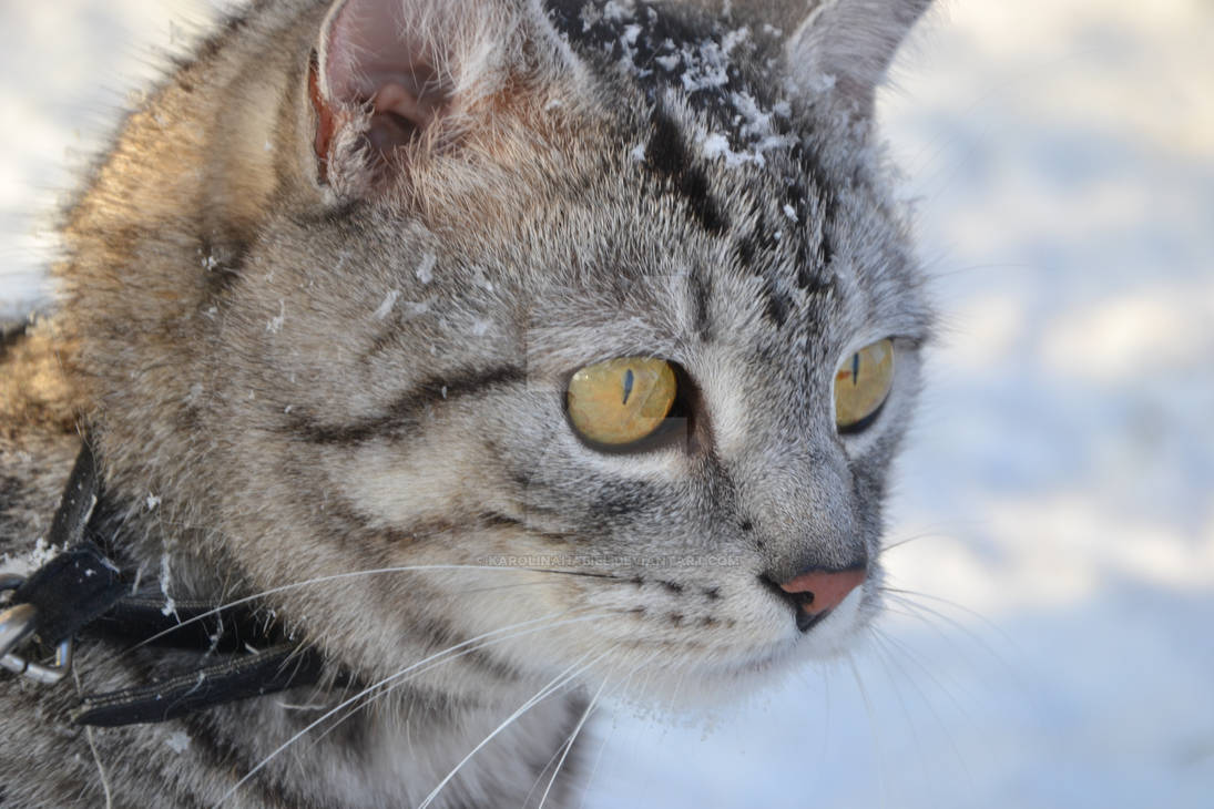 Cat and snow