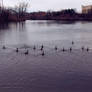013 Ducks on the Fox River