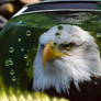 Eaglebowl