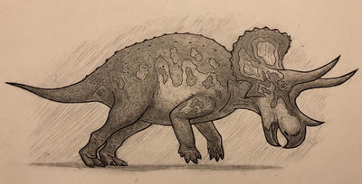 Triceratops doodle