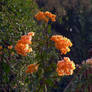 Exotic Orange Flowers