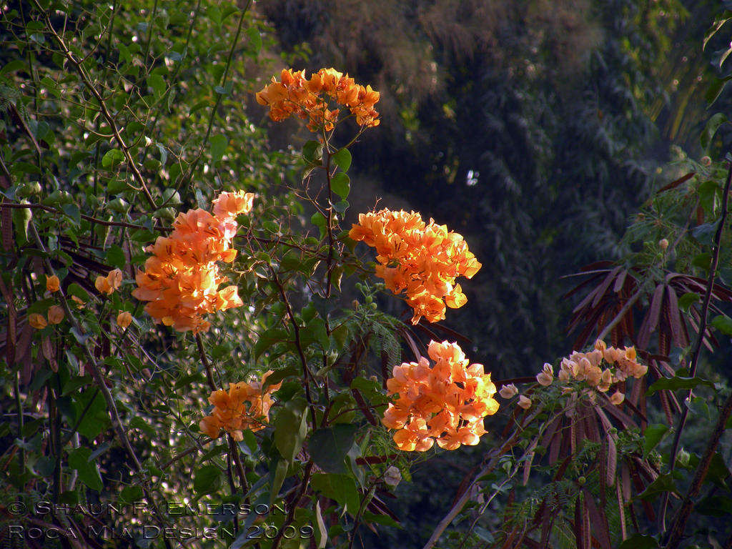 Exotic Orange Flowers