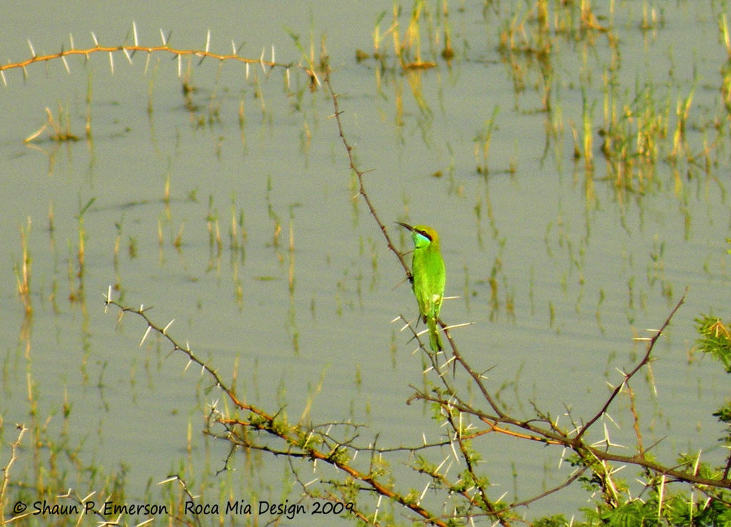 Green Bird