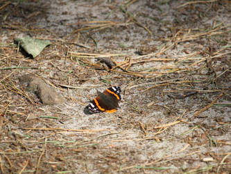 butterfly in the sun