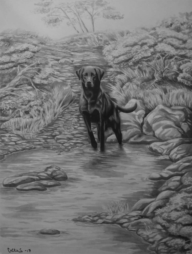 Black Lab Deviantart Black-labrador-retriever by CSundeman on DeviantArt