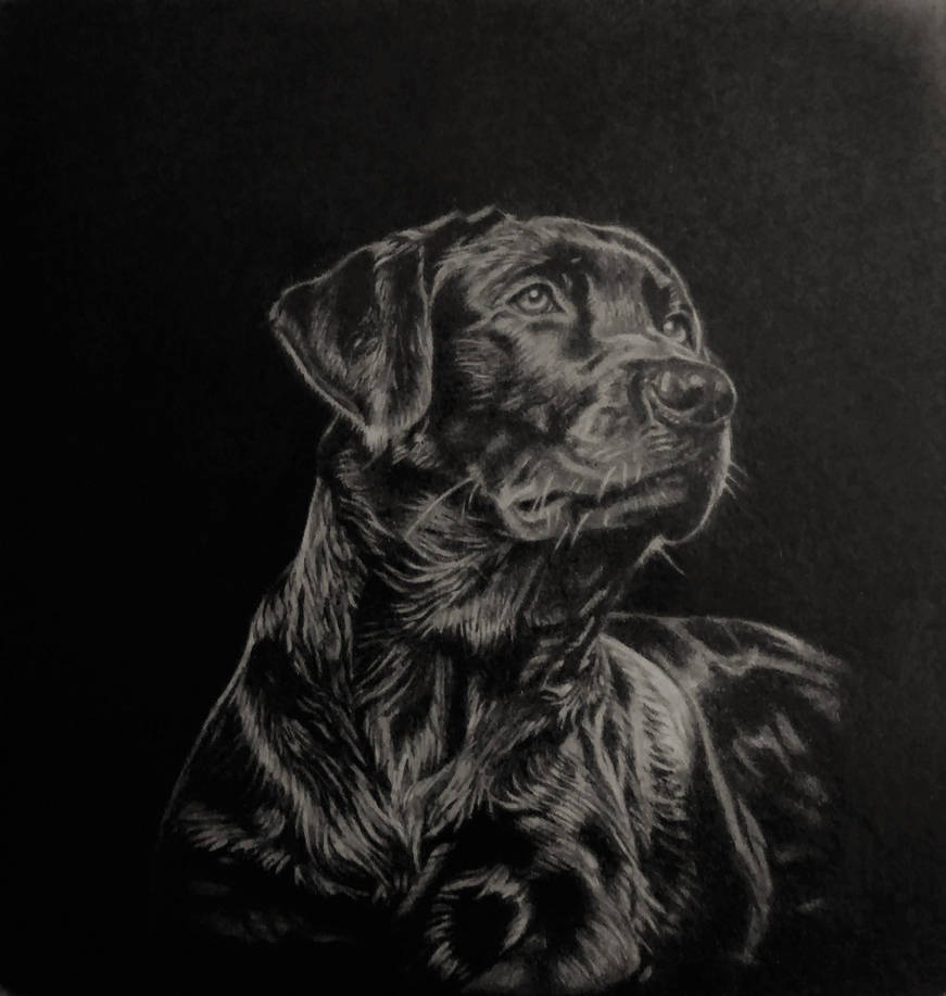 Black Lab Deviantart Black-labrador-retriever1 by CSundeman on DeviantArt