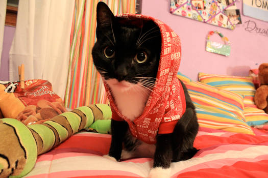 This cat is Hood