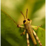 grasshopper pt.3