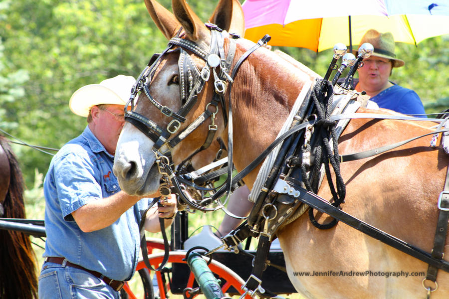 Animed Mule Racing Mules by dreamer56horses on DeviantArt