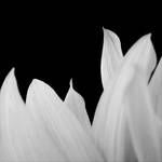 Dark Dreams III by NicolasEvariste