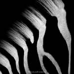 Zebra by NicolasEvariste