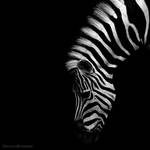 Zebra III by NicolasEvariste