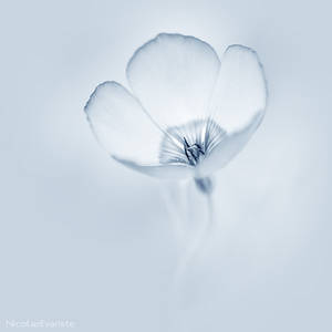 Heaven by NicolasEvariste Heaven by NicolasEvariste