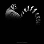 Lemur Catta by NicolasEvariste