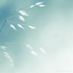 Angels by NicolasEvariste