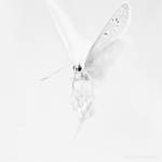 White Angel by NicolasEvariste