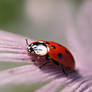 Ladybug