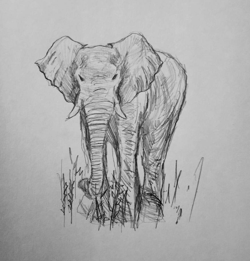 Elephant Rough Drawing Elephant rough sketch by Sin-07 on DeviantArt