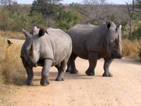 Rhinos 1