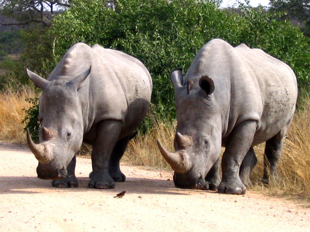 Rhinos 2